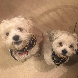 Meet your Posher, Jodie